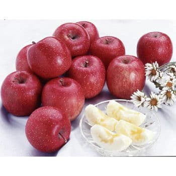 【期間限定】青森サンふじりんご