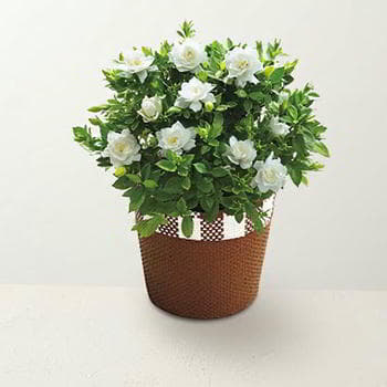 ガーデニア鉢植え