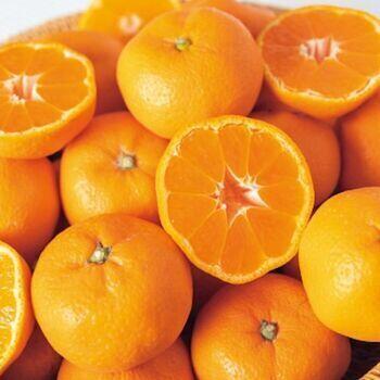 和歌山県産有田みかん（3kg）