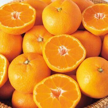 和歌山県産有田みかん（5kg）