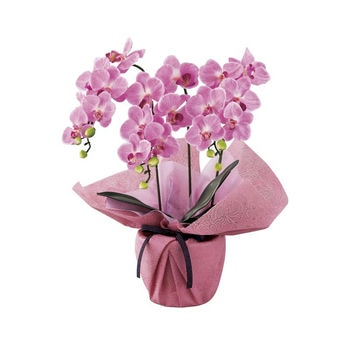 ミニ胡蝶蘭三本立ち（アーティフィシャルフラワー）