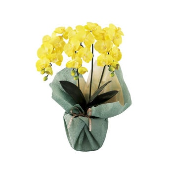 ミニ胡蝶蘭三本立ち（アーティフィシャルフラワー）