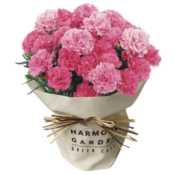 【生花】カーネーション・ホットハート5号