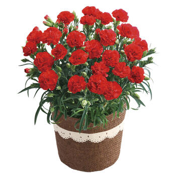 【生花】カーネーション・感謝の気持ち5号