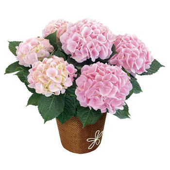 【生花】あじさいコットンキャンディ5号