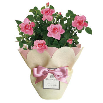 【生花】ミニバラピンク4号