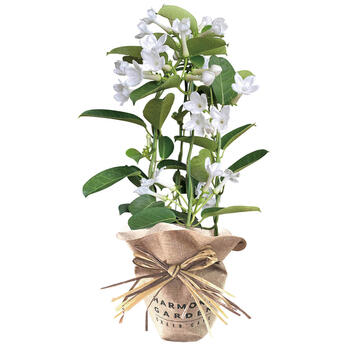 【生花】マダガスカルジャスミン4号