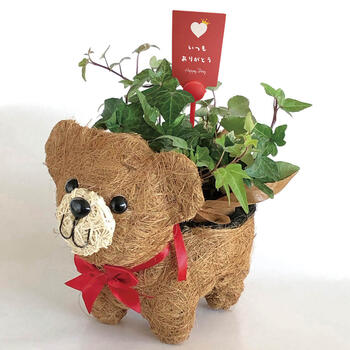 【生花】おさんぽクマさん3号