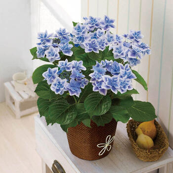 【生花】あじさいコンペイトウ5号