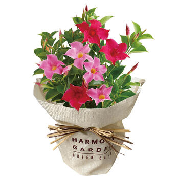 【生花】マンデビラリップギャル