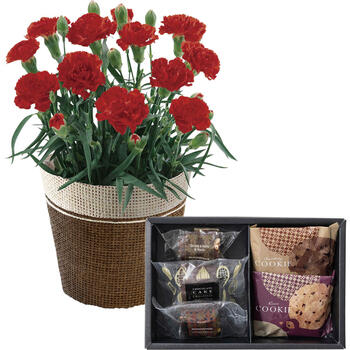 【生花】カーネーションレッド4号&ホテルオークラケーキ＆ブラウニー＆クッキーアソートセット