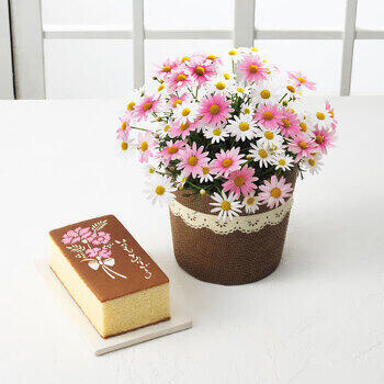 【生花】母の日カステーラとマーガレット鉢植さくらべーる5号のセット