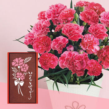 【生花】母の日カステーラとカーネーション鉢植え4号のセット