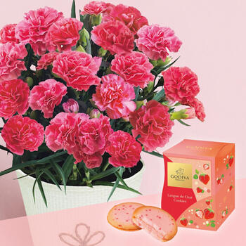 【生花】あまおう苺クッキーとカーネーション鉢植えピンク系4号セット