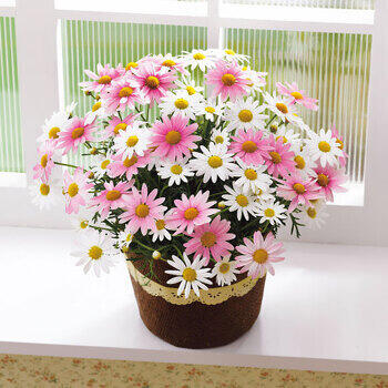 【生花】マーガレット鉢植え「さくらべーる」５号