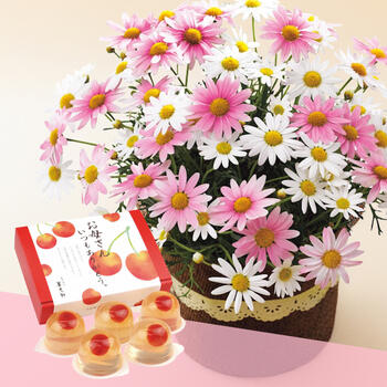 【生花】山形県産さくらんぼのゼリーとマーガレット鉢植え5号のセット