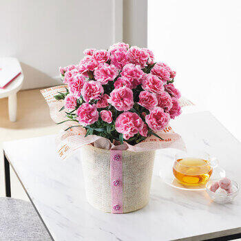 【生花】カーネーション鉢植え「ティーパーティ」５号