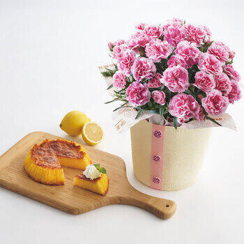 【生花】瀬戸内レモンのしっとりカステラとカーネーション鉢植え5号のセット