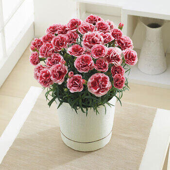 【生花】カーネーション鉢植え「いちごホイップ」５号