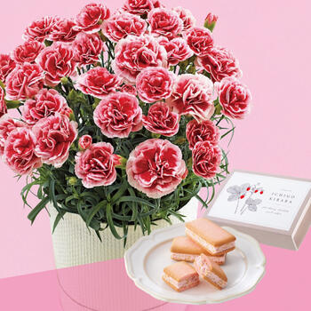 【生花】苺きららとカーネーション鉢植え「いちごホイップ」5号のセット