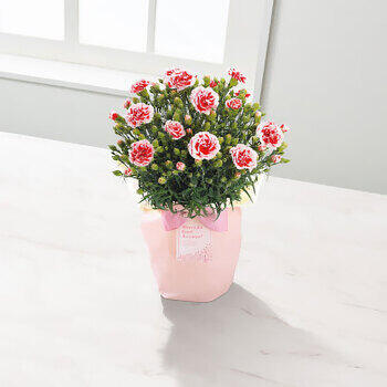 【生花】カーネーション鉢植え「いちごホイップ」５号