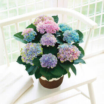 【生花】アジサイ鉢植えマジカルレボリューションレインボー