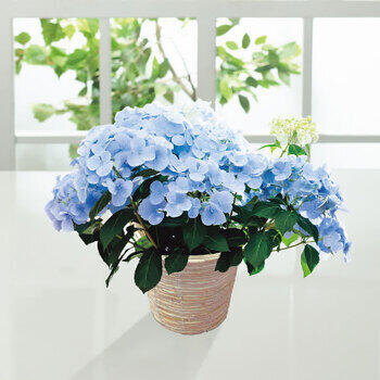 【生花】アジサイラグランジアクリスタルヴェール２