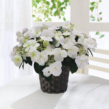 【生花】アジサイラグランジアブライダルシャワー