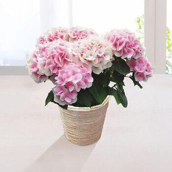 【生花】アジサイ鉢植えコットンキャンディ