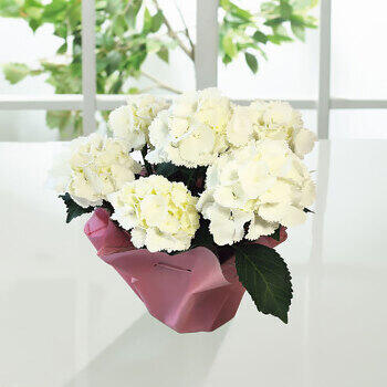 【生花】アジサイ鉢植えアイスベア