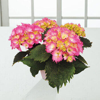 【生花】アジサイ鉢植え星なでしこ