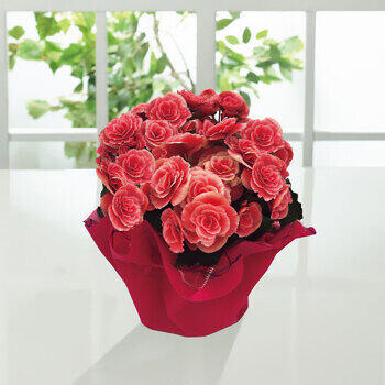 【生花】八重咲ベゴニア鉢植え母里明日（ボリアス）