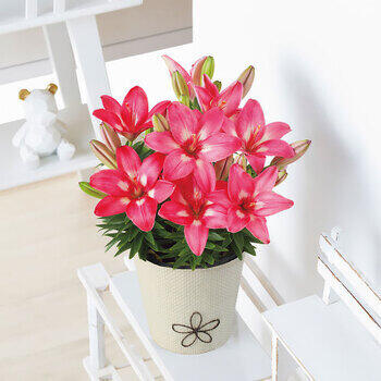 【生花】ユリ鉢植えロザリン