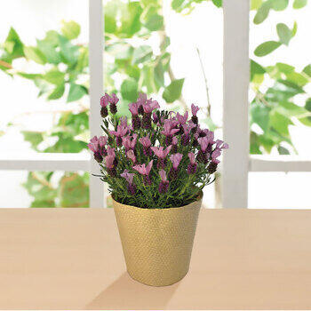 【生花】フレンチラベンダー鉢植え