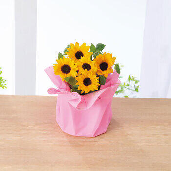 【生花】ひまわり鉢植え「サンリッチオレンジ」