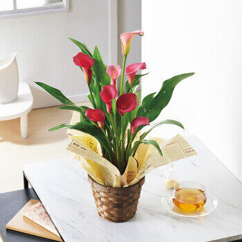 【生花】カラー鉢植えチェリーソルベ