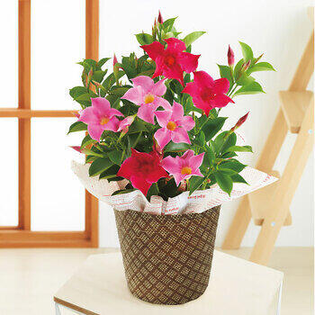 【生花】マンデビラ鉢植えリップギャル２色植え