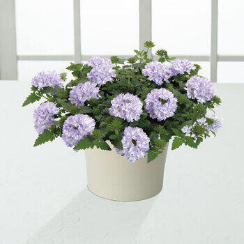 【生花】スーパーベナ鉢植えアイストゥインクル