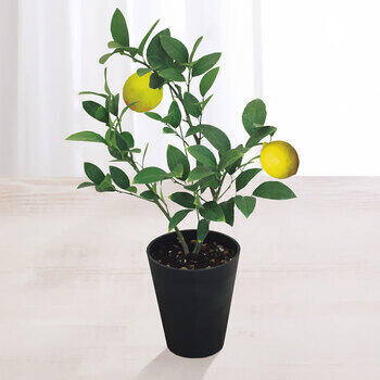 【生花】レモン鉢植え