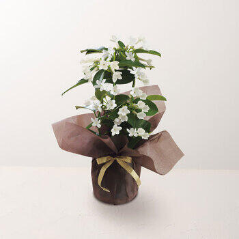 【生花】マダガスカルジャスミン鉢植え