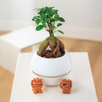 【生花】ガジュマルシーサー丸鉢５号鉢