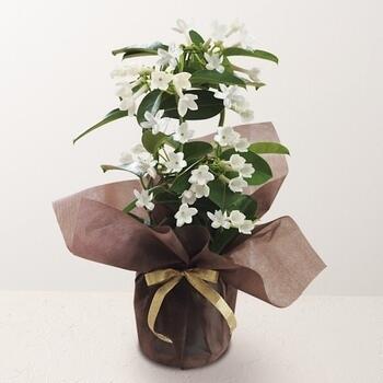 【生花】マダガスカルジャスミン鉢植え