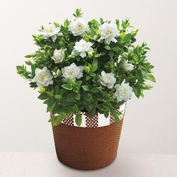 【生花】ガーデニア鉢植え