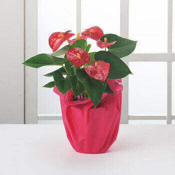 【生花】アンスリウム鉢植え