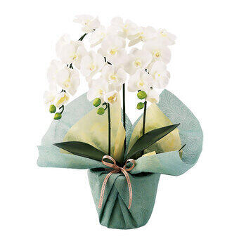 ミニ胡蝶蘭三本立ち（アーティフィシャルフラワー） minipo-wh