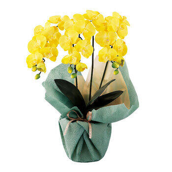 ミニ胡蝶蘭三本立ち（アーティフィシャルフラワー） minipo-ye